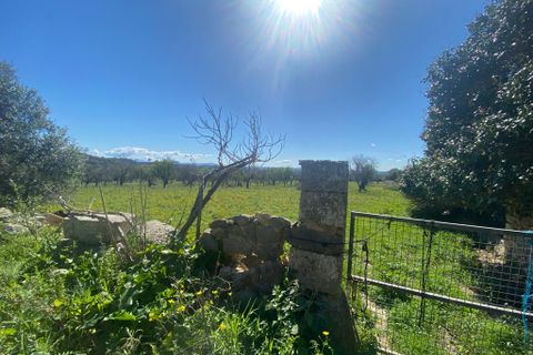 Cortijo i Campanet, Mallorca, Campanet - € 850.000 | Ref: T-72 - foto 11