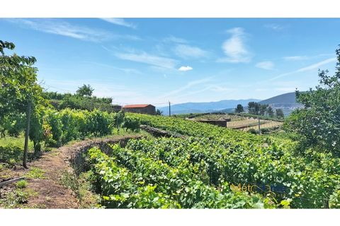 Helårsgrund i Sabrosa, Vila Real, Sabrosa - € 120.000 | Ref: MH2341 - foto 5