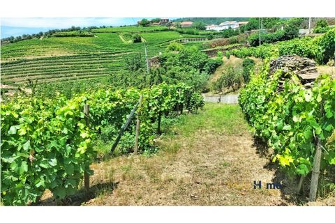 Helårsgrund i Sabrosa, Vila Real, Sabrosa - € 120.000 | Ref: MH2341 - foto 11