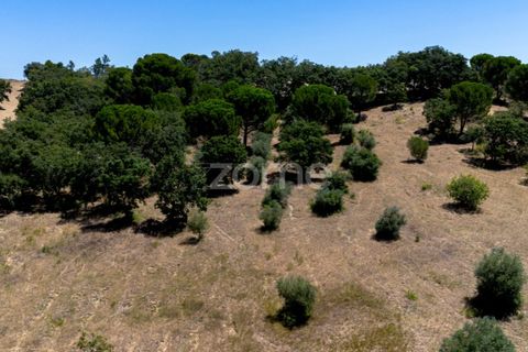 Helårsgrund i Tomar, Santarem, Tomar - € 238.000 | Ref: ZMPT559351 - foto 14