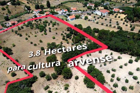 Helårsgrund i Tomar, Santarem, Tomar - € 238.000 | Ref: ZMPT559351 - foto 16