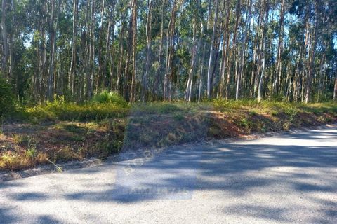 Helårsgrund i Barro, Aveiro, Barro - € 8.000 | Ref: TER_1039 - foto 3