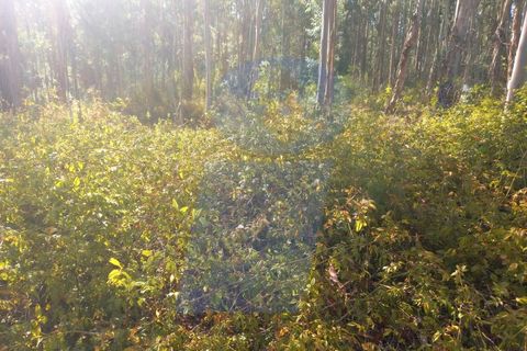 Helårsgrund i Barro, Aveiro, Barro - € 8.000 | Ref: TER_1039 - foto 5