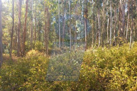 Helårsgrund i Barro, Aveiro, Barro - € 8.000 | Ref: TER_1039 - foto 6