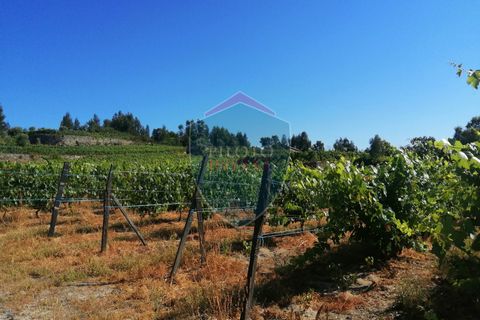 Farm i Viseu, Viseu, Viseu - € 220.000 | Ref: 2023/V - foto 1
