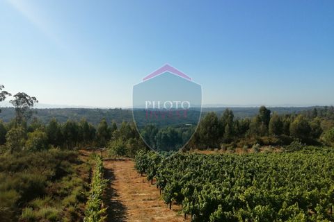 Farm i Viseu, Viseu, Viseu - € 220.000 | Ref: 2023/V - foto 2