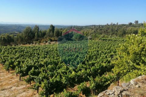 Farm i Viseu, Viseu, Viseu - € 220.000 | Ref: 2023/V - foto 3