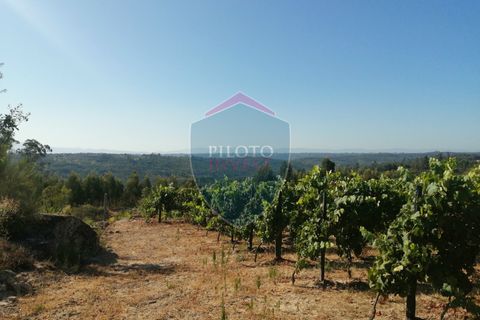 Farm i Viseu, Viseu, Viseu - € 220.000 | Ref: 2023/V - foto 4