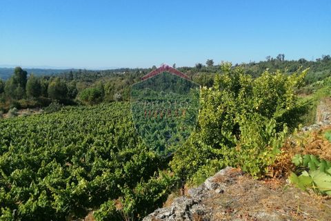 Farm i Viseu, Viseu, Viseu - € 220.000 | Ref: 2023/V - foto 5