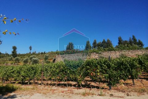 Farm i Viseu, Viseu, Viseu - € 220.000 | Ref: 2023/V - foto 6