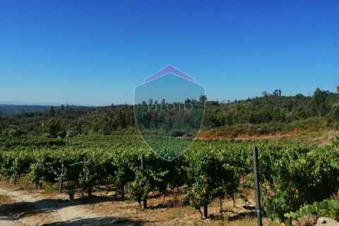 Farm i Viseu, Viseu, Viseu - € 220.000 | Ref: 2023/V - foto 7