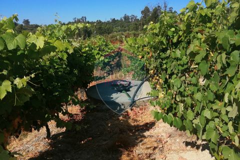 Farm i Viseu, Viseu, Viseu - € 220.000 | Ref: 2023/V - foto 8