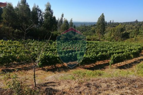 Farm i Viseu, Viseu, Viseu - € 220.000 | Ref: 2023/V - foto 9