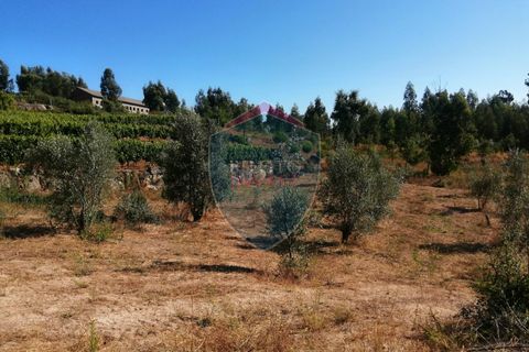 Farm i Viseu, Viseu, Viseu - € 220.000 | Ref: 2023/V - foto 10