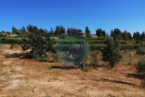 Farm i Viseu, Viseu, Viseu - € 220.000 | Ref: 2023/V - foto 11