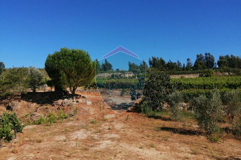 Farm i Viseu, Viseu, Viseu - € 220.000 | Ref: 2023/V - foto 12