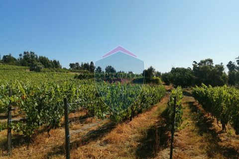 Farm i Viseu, Viseu, Viseu - € 220.000 | Ref: 2023/V - foto 13