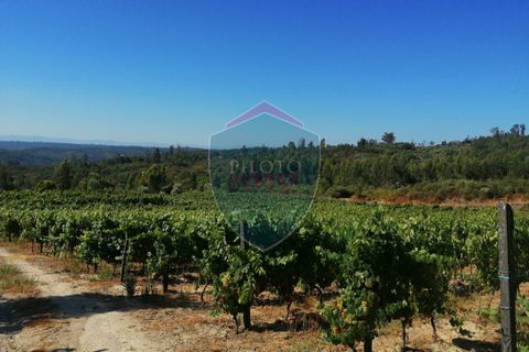 Farm i Viseu, Viseu, Viseu - € 220.000 | Ref: 2023/V - foto 14