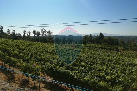 Farm i Viseu, Viseu, Viseu - € 220.000 | Ref: 2023/V - foto 17