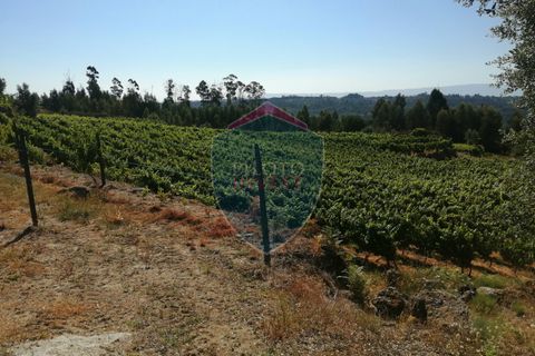 Farm i Viseu, Viseu, Viseu - € 220.000 | Ref: 2023/V - foto 15