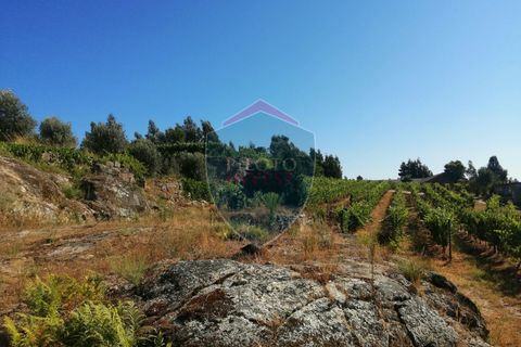 Farm i Viseu, Viseu, Viseu - € 220.000 | Ref: 2023/V - foto 16