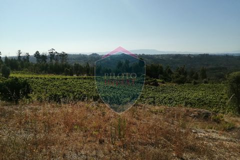 Farm i Viseu, Viseu, Viseu - € 220.000 | Ref: 2023/V - foto 18