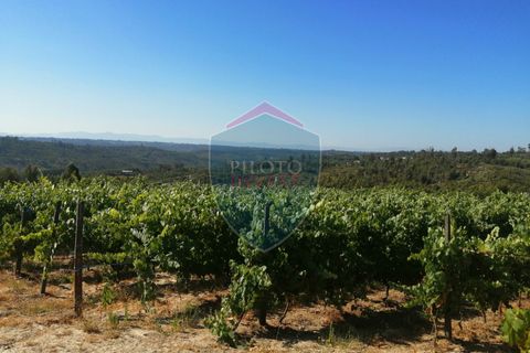 Farm i Viseu, Viseu, Viseu - € 220.000 | Ref: 2023/V - foto 19