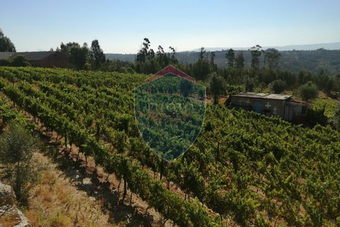 Farm i Viseu, Viseu, Viseu - € 220.000 | Ref: 2023/V - foto 21