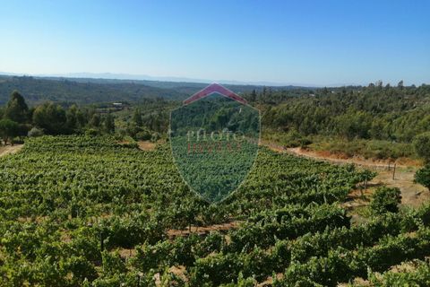 Farm i Viseu, Viseu, Viseu - € 220.000 | Ref: 2023/V - foto 22