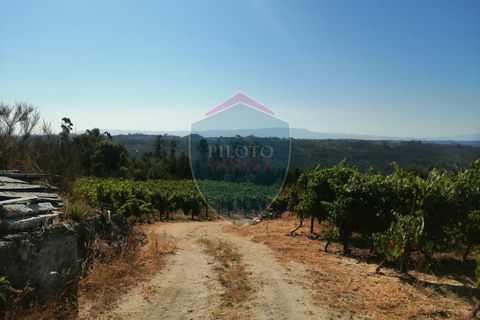 Farm i Viseu, Viseu, Viseu - € 220.000 | Ref: 2023/V - foto 23