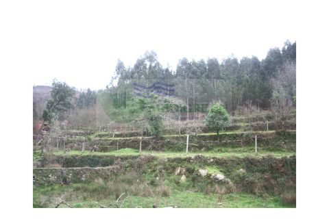 Farm i Sever do Vouga, Aveiro, Sever do Vouga - € 150.000 | Ref: VIL_647 - foto 3