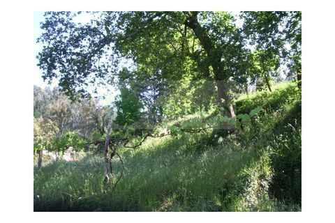 Farm i Sever do Vouga, Aveiro, Sever do Vouga - € 69.000 | Ref: FIN_407 - foto 12