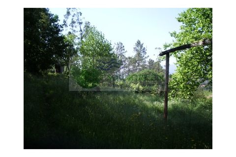 Farm i Sever do Vouga, Aveiro, Sever do Vouga - € 69.000 | Ref: FIN_407 - foto 16