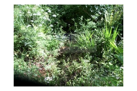 Farm i Sever do Vouga, Aveiro, Sever do Vouga - € 69.000 | Ref: FIN_407 - foto 29