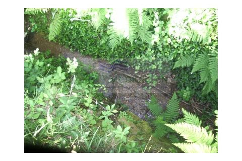 Farm i Sever do Vouga, Aveiro, Sever do Vouga - € 69.000 | Ref: FIN_407 - foto 32