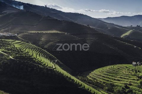 Farm i Ervedosa do Douro, Viseu, Ervedosa do Douro - € 850.000 | Ref: ZMPT559352 - foto 14