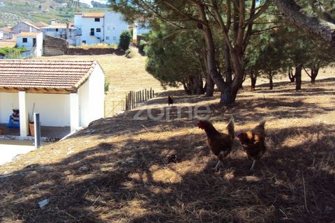 Farm i Ervedosa do Douro, Viseu, Ervedosa do Douro - € 850.000 | Ref: ZMPT559352 - foto 35