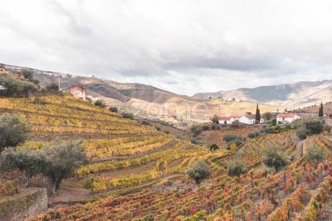 Farm i Ervedosa do Douro, Viseu, Ervedosa do Douro - € 850.000 | Ref: ZMPT559352 - foto 5