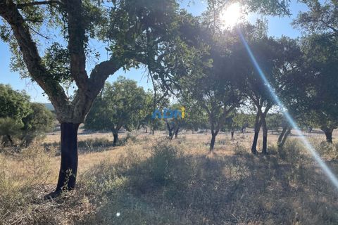 Helårsgrund i Castelo Branco, Castelo Branco, Castelo Branco - € 275.000 | Ref: 123060 - foto 5