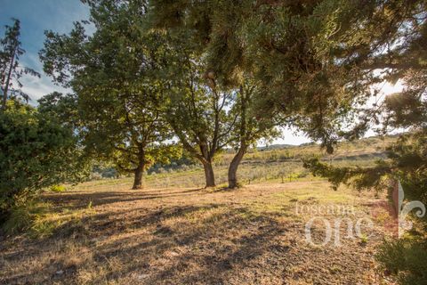 Villa a Lajatico, Pisa, Lajatico - € 429.000 | Ref: 17455-1 - foto 5