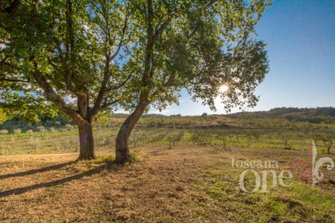 Villa a Lajatico, Pisa, Lajatico - € 429.000 | Ref: 17455-1 - foto 7