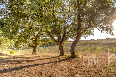 Villa a Lajatico, Pisa, Lajatico - € 429.000 | Ref: 17455-1 - foto 11