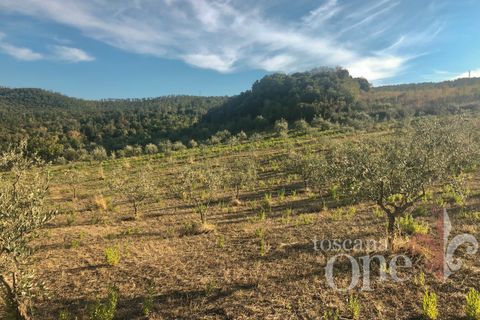 Villa a Lajatico, Pisa, Lajatico - € 429.000 | Ref: 17455-1 - foto 19