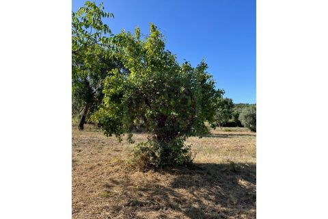 Helårsgrund i Tomar, Santarem, Tomar - € 60.000 | Ref: T 302 - foto 2
