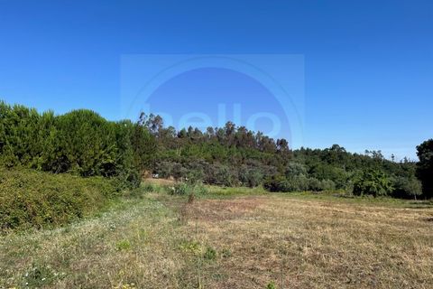 Helårsgrund i Tomar, Santarem, Tomar - € 60.000 | Ref: T 302 - foto 5