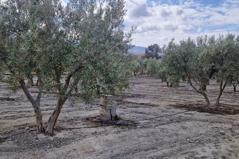 Landejendom i Tabernas, Almeria, Tabernas - € 275.000 | Ref: Tabernas1140 - foto 49