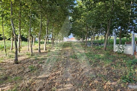 Helårsgrund i Ilhavo, Aveiro, Ilhavo - € 105.000 | Ref: 1011796/23 GL - foto 4