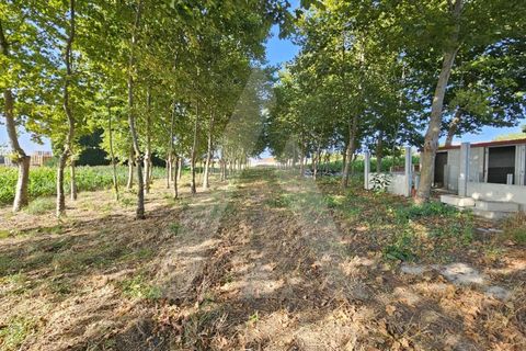 Helårsgrund i Ilhavo, Aveiro, Ilhavo - € 105.000 | Ref: 1011796/23 GL - foto 8