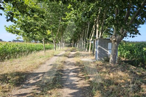 Helårsgrund i Ilhavo, Aveiro, Ilhavo - € 105.000 | Ref: 1011796/23 GL - foto 11