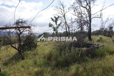 Farm i Fundao, Castelo Branco, Fundao - € 70.000 | Ref: PP4183 - foto 6